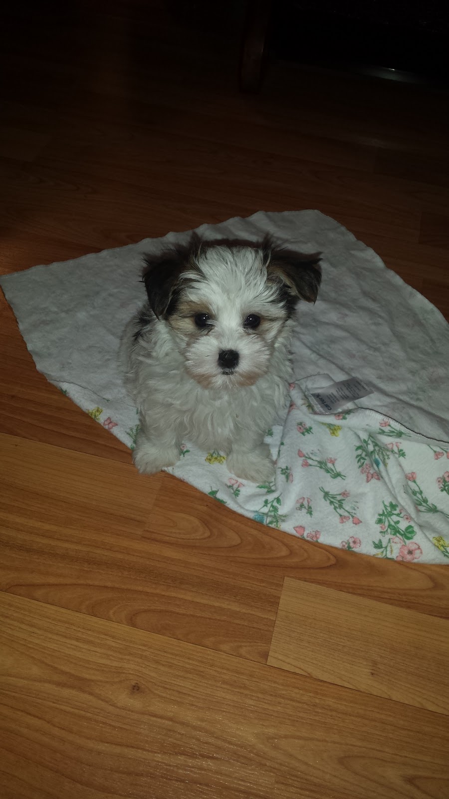 Purdypuppy | 6090 10 Sideroad, Cookstown, ON L0L 1L0, Canada | Phone: (905) 830-2290