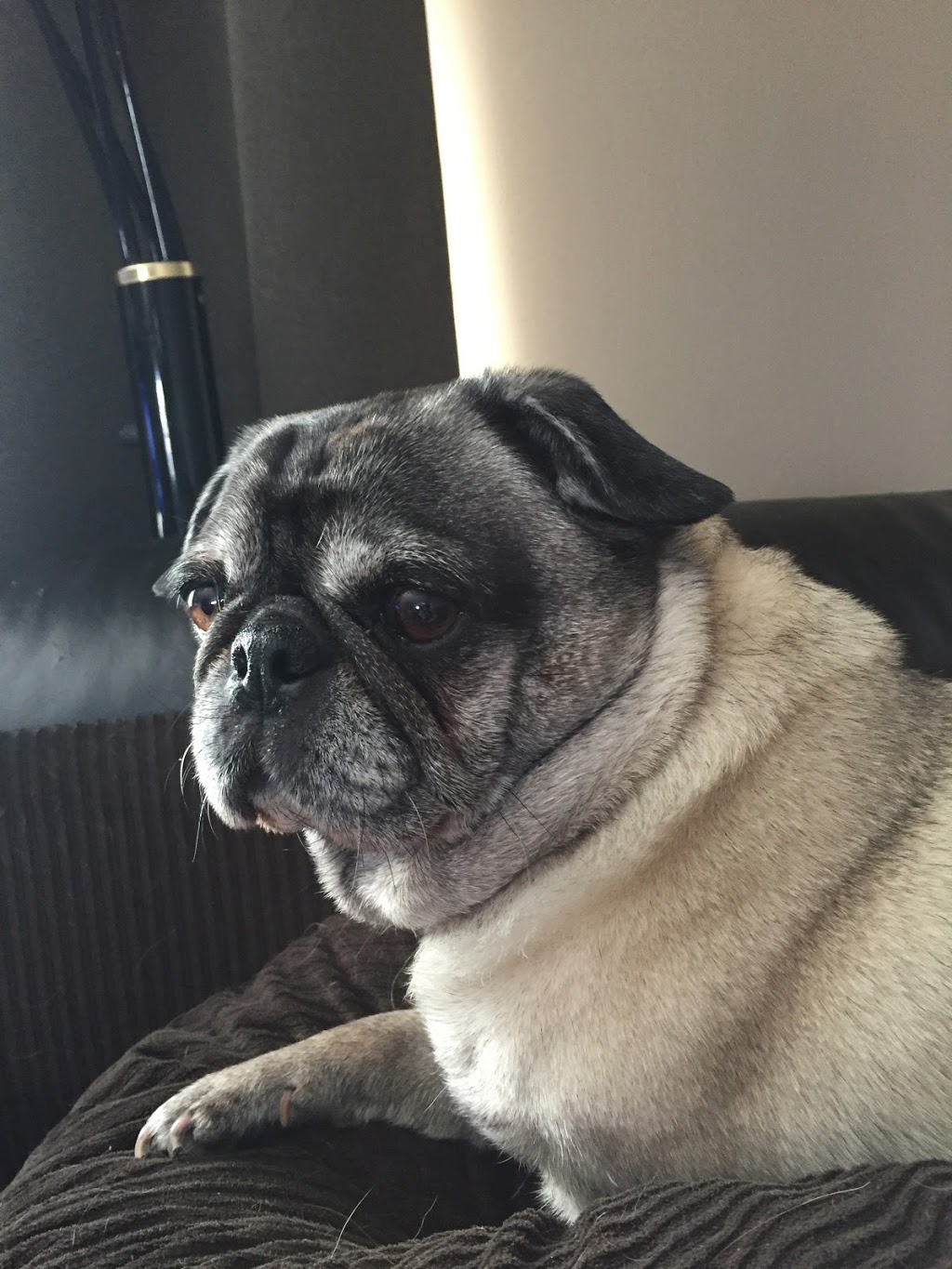 McLeod Veterinary Hospital | 880 McLeod Ave, Winnipeg, MB R2G 2T7, Canada | Phone: (204) 661-3334