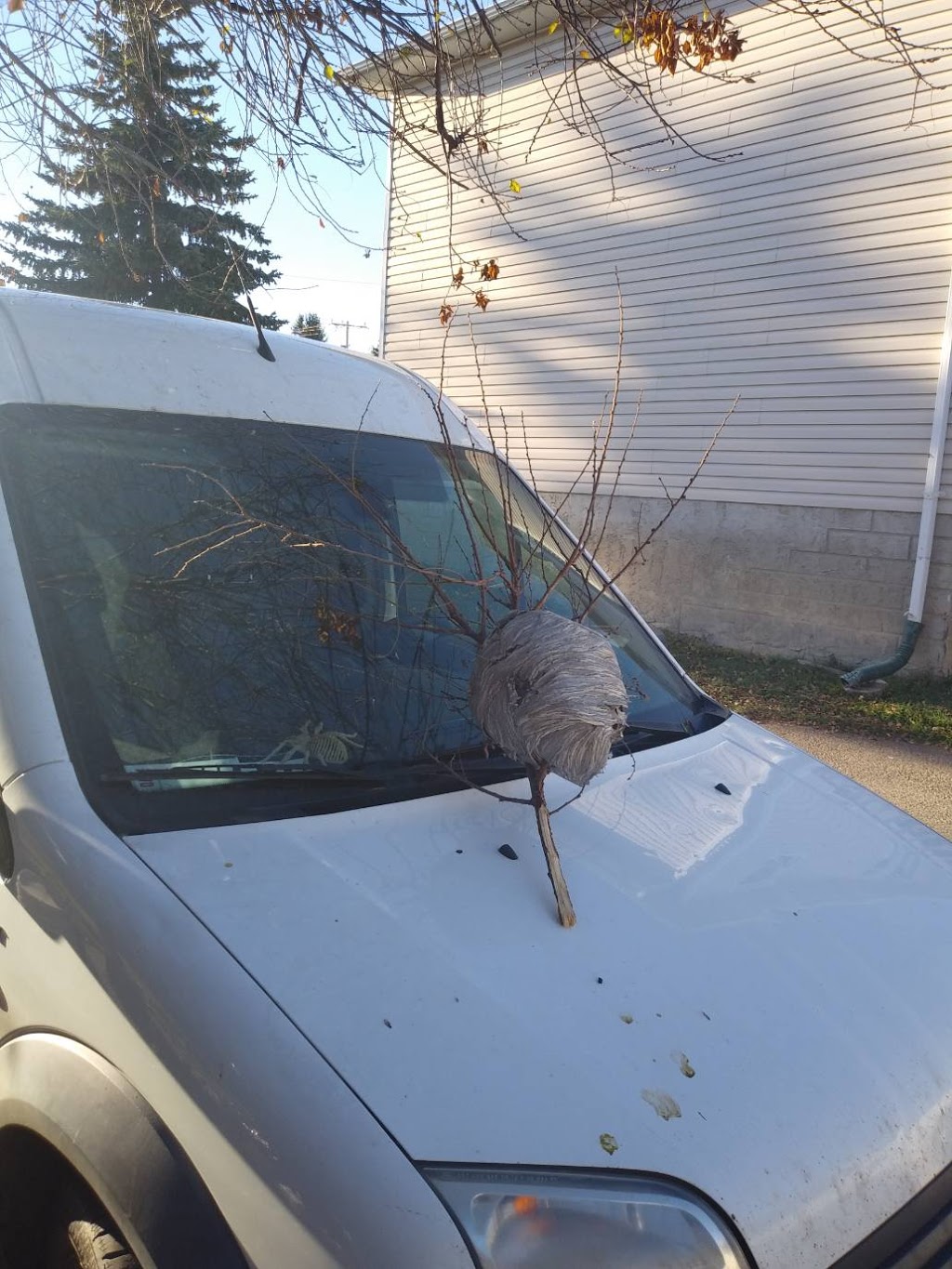Certified Pest Control | 16 Meadowland Cres, Spruce Grove, AB T7X 0P9, Canada | Phone: (780) 231-3872