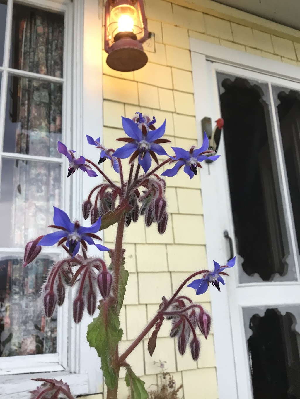 Brigitte Miller Naturopathe | 2722 Av. de la Ronde, Québec, QC G1J 4G7, Canada | Phone: (418) 661-3799