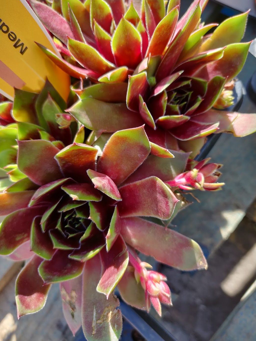 Plant store | Cooksville, Mississauga, ON L5B 4M3, Canada | Phone: (905) 275-6171