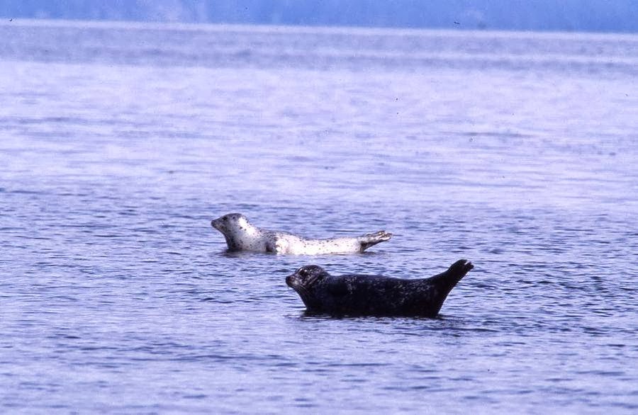 Coastal Revelations Vancouver Island BC Rainforest Tours | 910 Fern Rd E, Qualicum Beach, BC V9K 1M3, Canada | Phone: (250) 594-7002