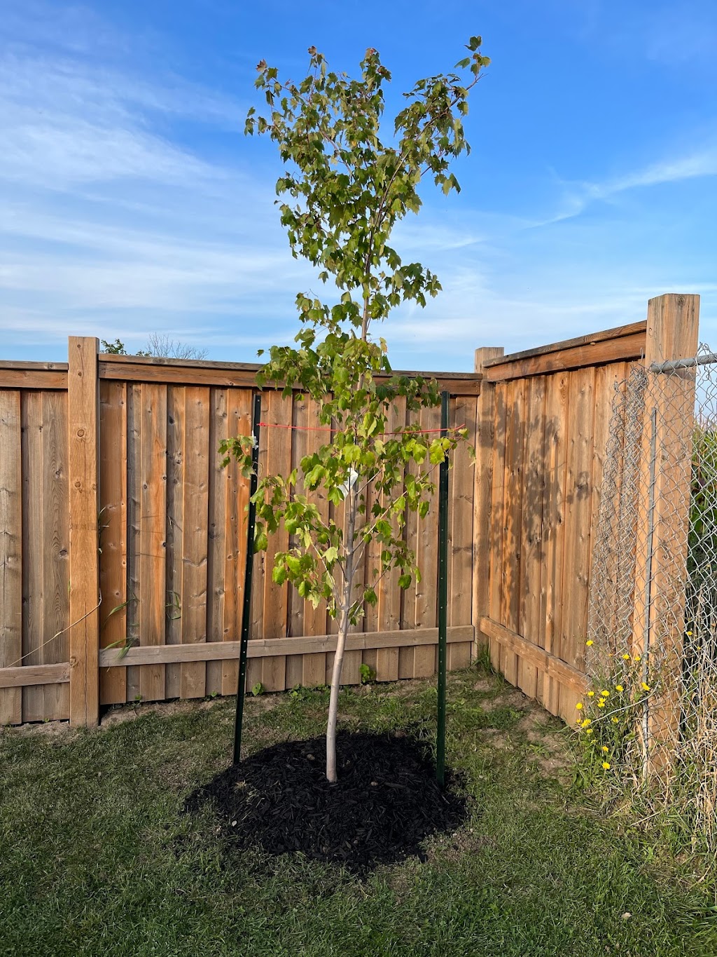 Niagara Tree Company | 4478 Lincoln Ave, Beamsville, ON L0R 1B3, Canada | Phone: (905) 401-9526