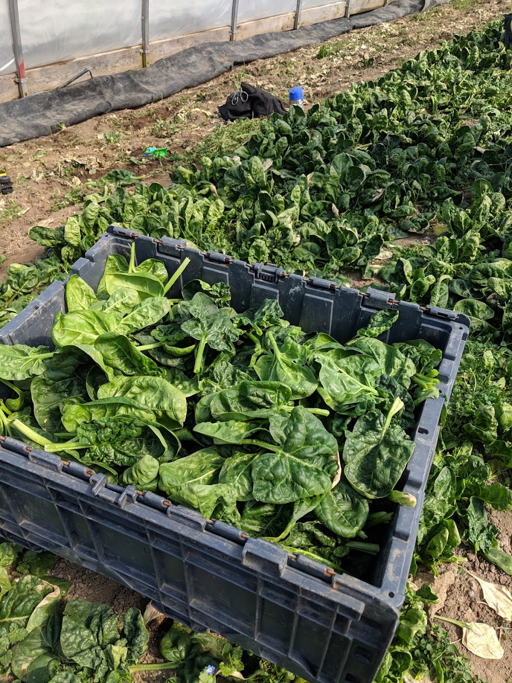 Green Being Farm | Concession Rd 14, West Grey, ON N0G 2M0, Canada