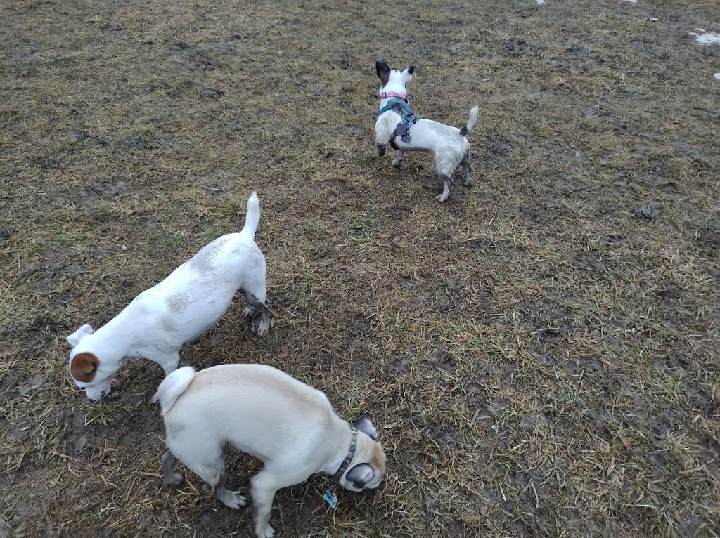Pinetree Pet Resort | 5951 ON-6, Guelph, ON N1H 6J2, Canada | Phone: (519) 787-9934