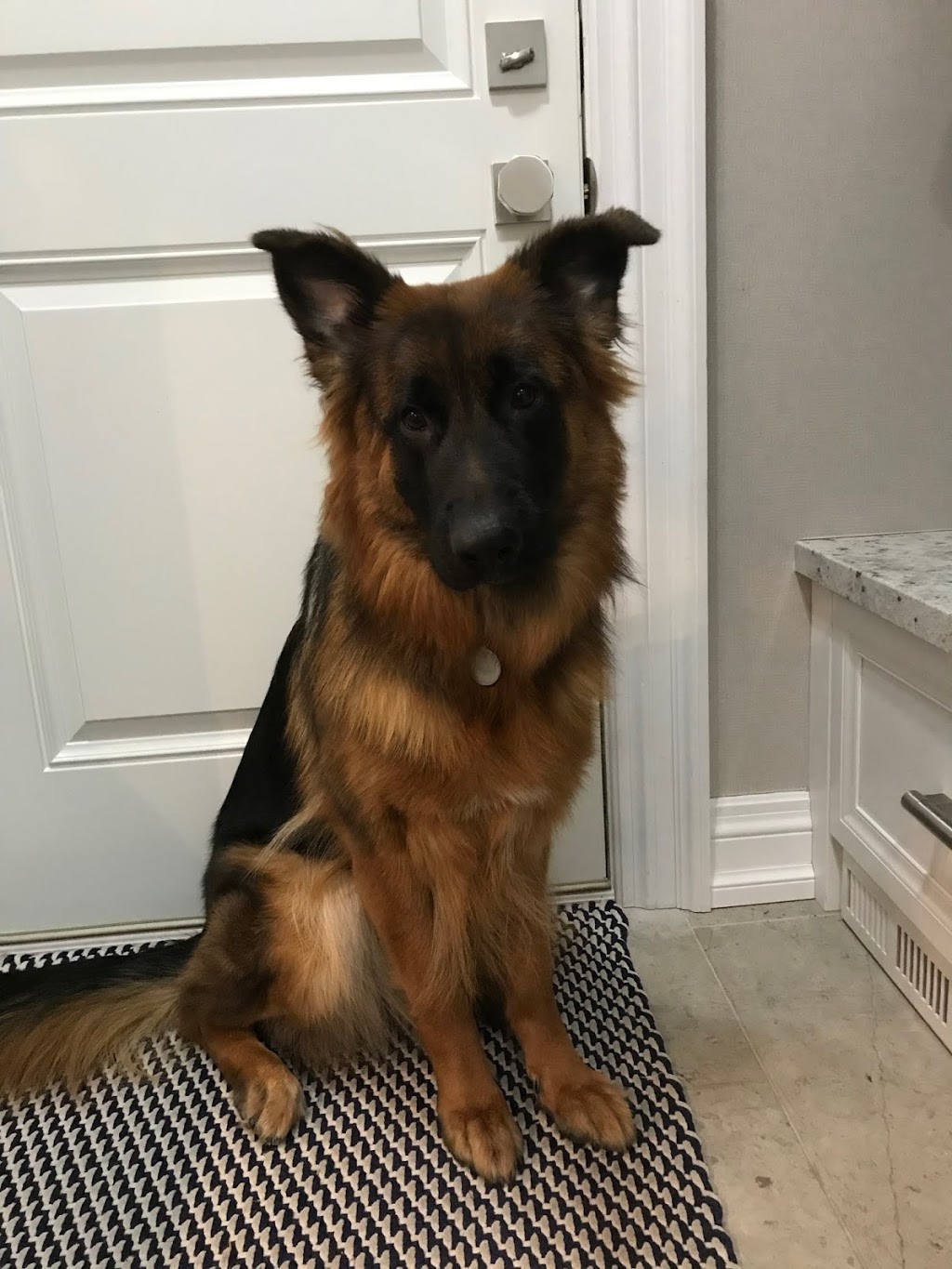 Burlington Veterinary Emergency & Referral Hospital | 775 Woodview Rd, Burlington, ON L7N 3S1, Canada | Phone: (905) 637-8111