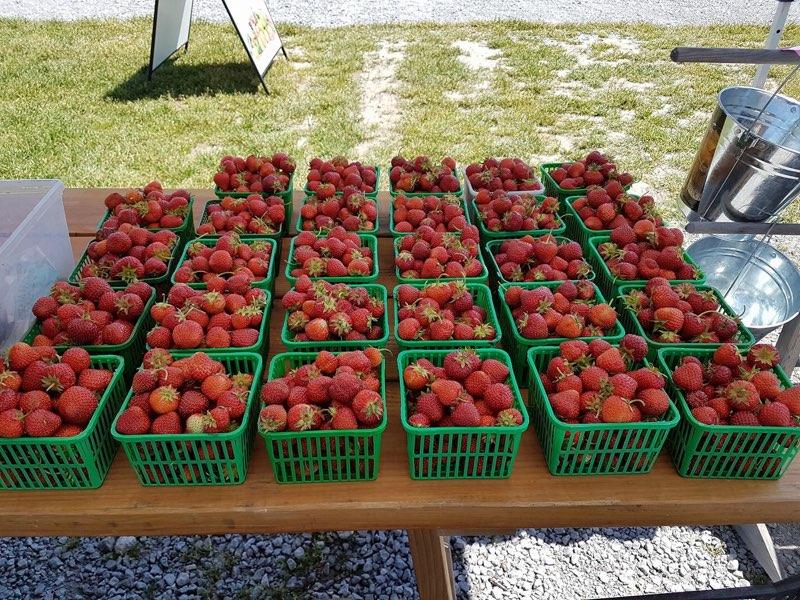 Fosters Family Farm | 609 County Rd 25, Midland, ON L4R 4K4, Canada | Phone: (705) 526-8149