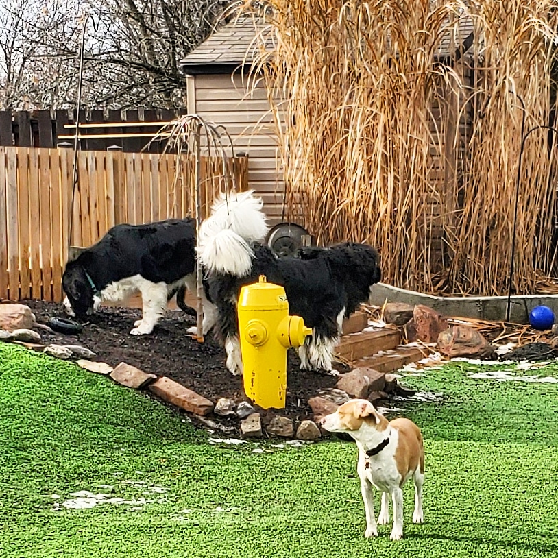 Chriss Dog Hotel No Cages Luxury Pet Resort | 1205 Moira St W, Belleville, ON K8R 1G1, Canada | Phone: (613) 968-4004