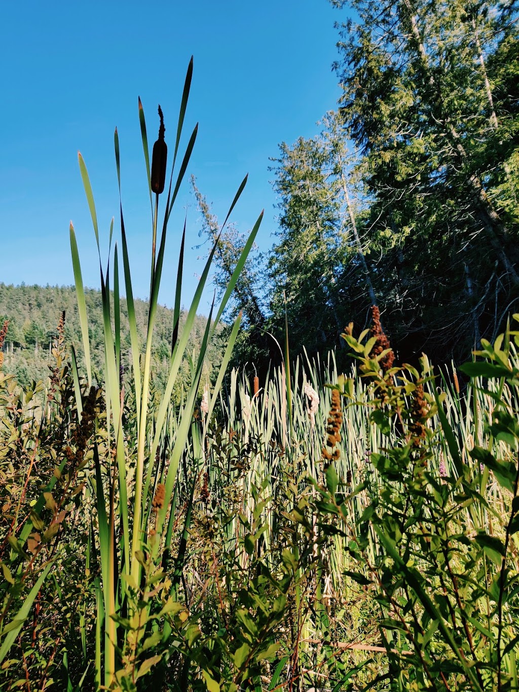 Tyner Park | 12611, Francis Peninsula Rd, Madeira Park, BC V0N 2H1, Canada | Phone: (604) 885-6800