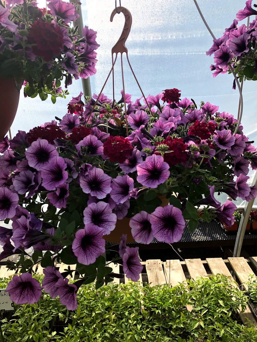Searles Gardens & Florals | 1184 Hwy #2, Truro, NS B0N 1C0, Canada | Phone: (902) 893-3328