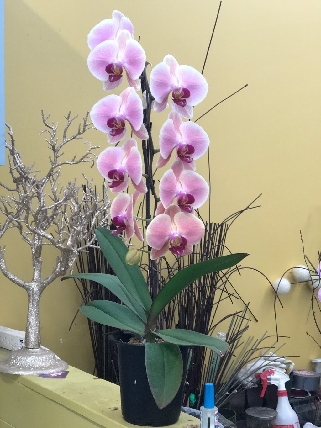 Oriental Orchids Ltd. | 6039 12th Ave, Burnaby, BC V3N 2J2, Canada | Phone: (604) 515-7133