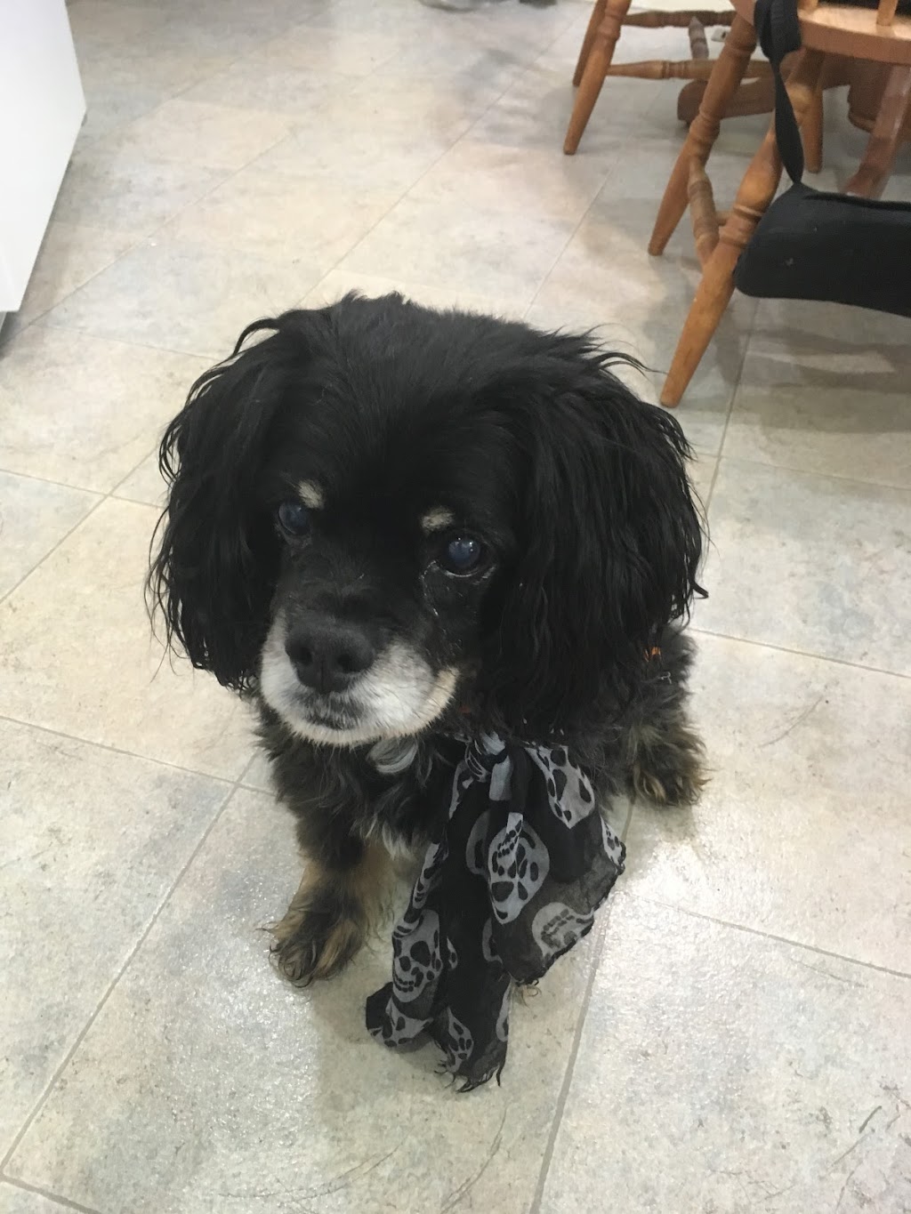 Royal Veterinary Hospital | 108-500 Royal Oak Dr NW, Calgary, AB T3G 0E8, Canada | Phone: (403) 452-9444