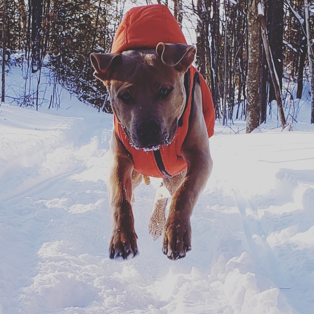 Wagging Tail Pet Retreat | 477 Cty Rd 21, Millbrook, ON L0A 1G0, Canada | Phone: (705) 932-3737