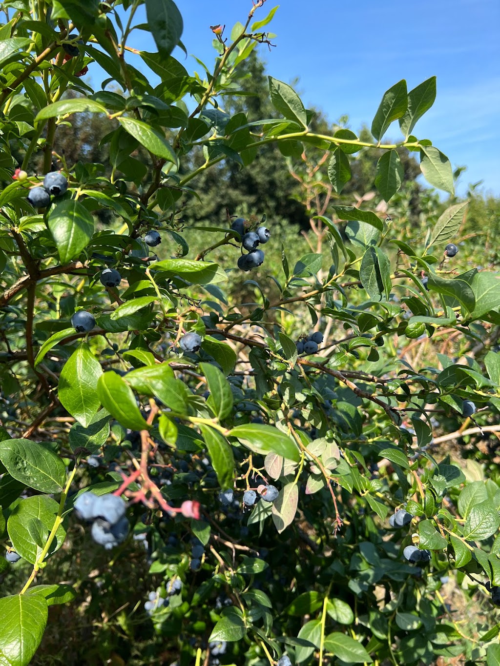 No name blueberries | 12476 Wooldridge Rd, Pitt Meadows, BC V3Y 1Z1, Canada | Phone: (236) 984-1928