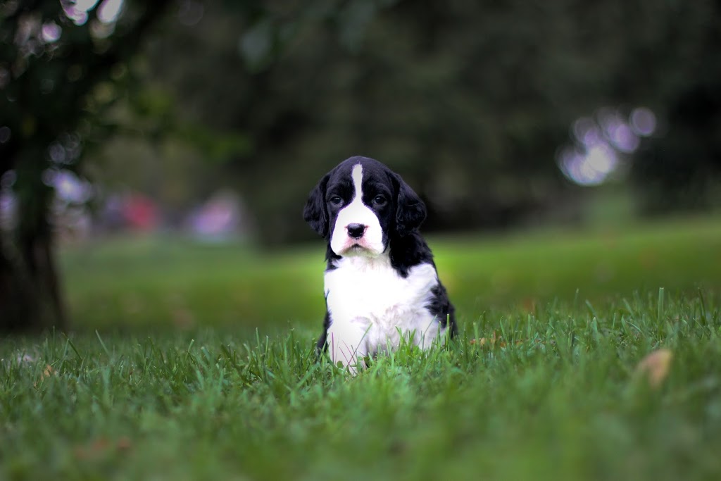 Trojh English Springer Spaniels | 757 Arthur St, Ayton, ON N0G 1C0, Canada | Phone: (519) 665-7488