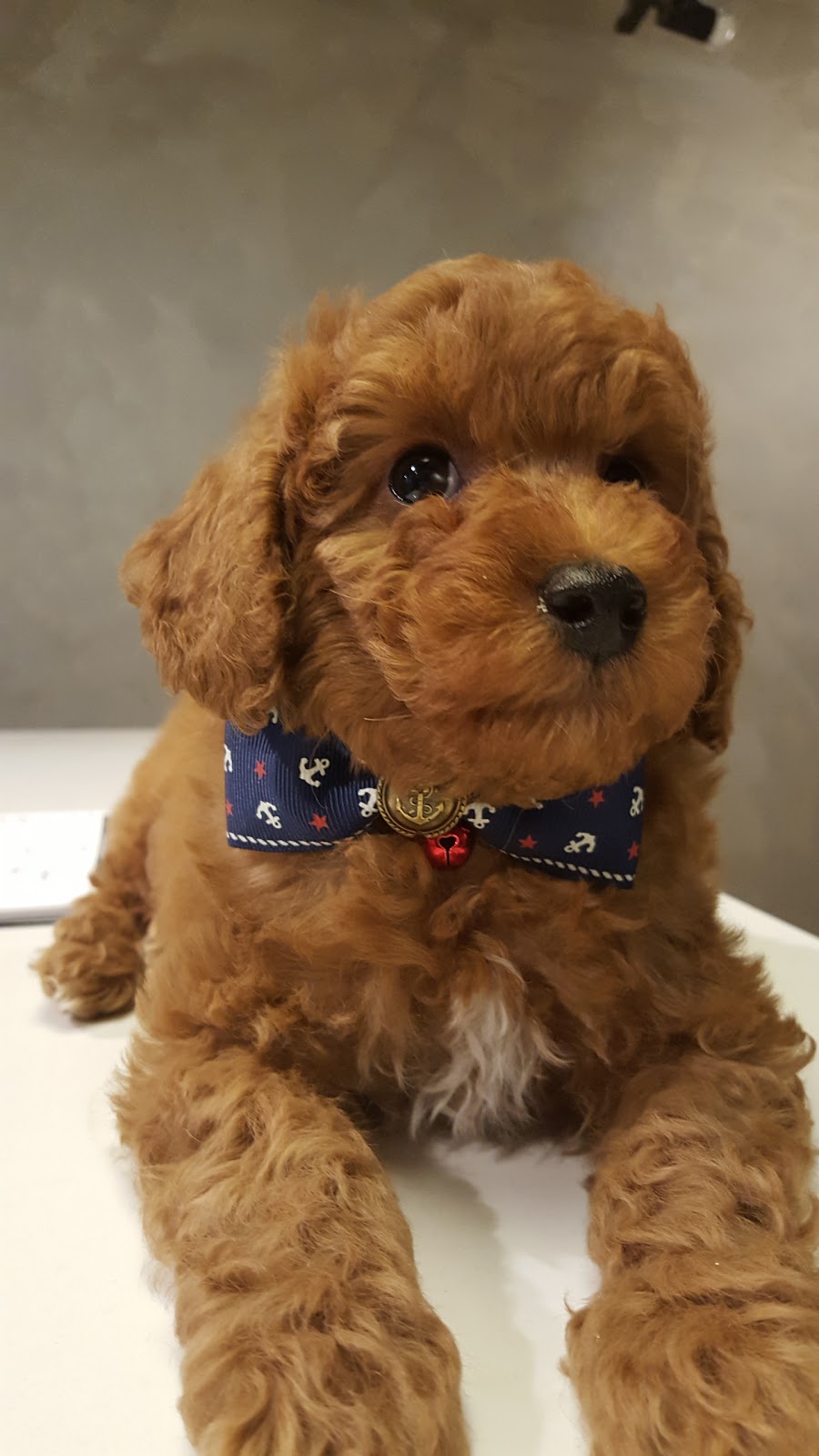 Top Dog Boutique and Spa Inc | 9184 Yonge St #15, Richmond Hill, ON L4C 7A1, Canada | Phone: (905) 882-1288