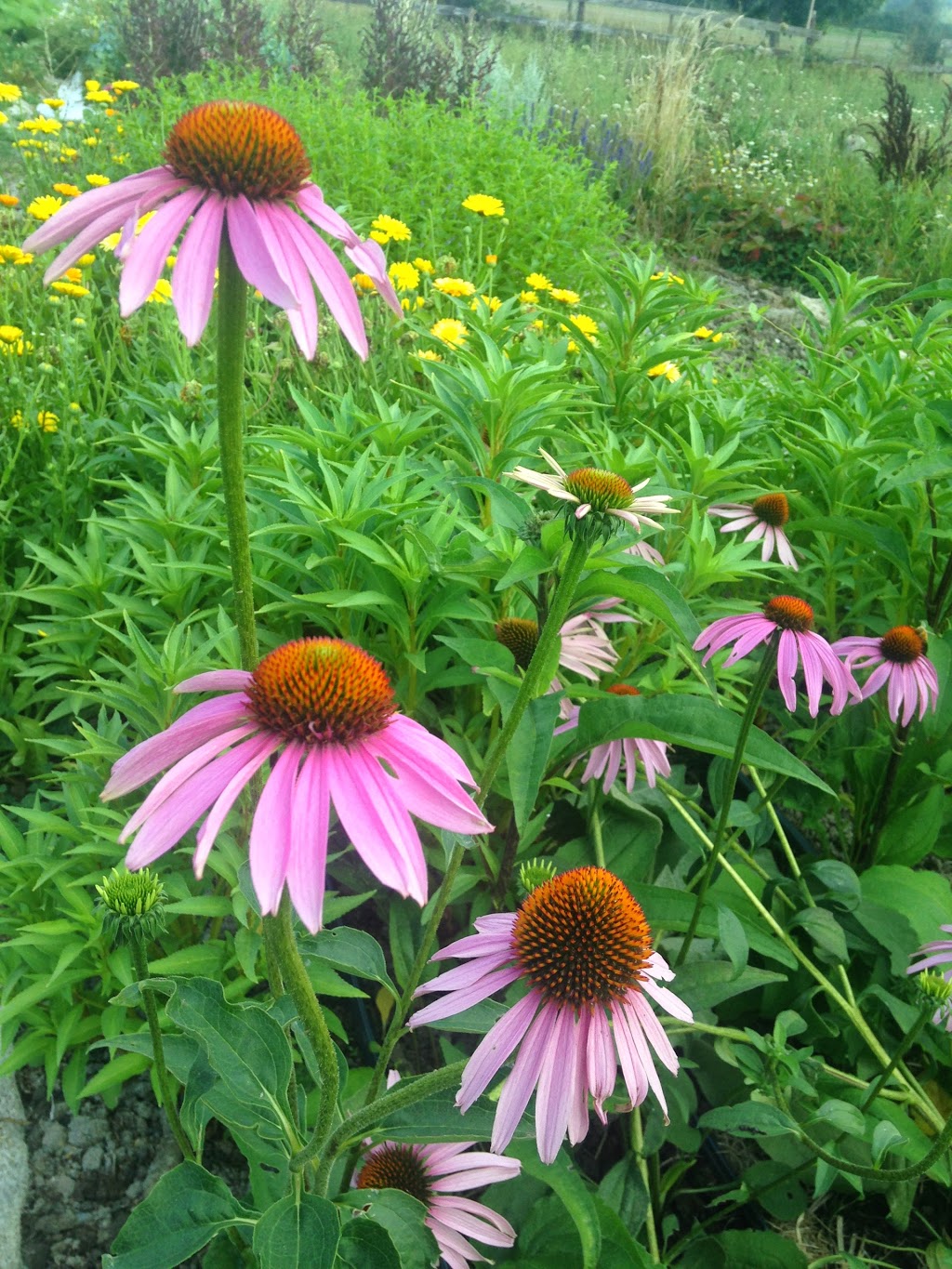 Fireweed Farm & School / Ravensong Seeds | 7159 Wallace Dr, Brentwood Bay, BC V8M 1G9, Canada | Phone: (250) 652-2655
