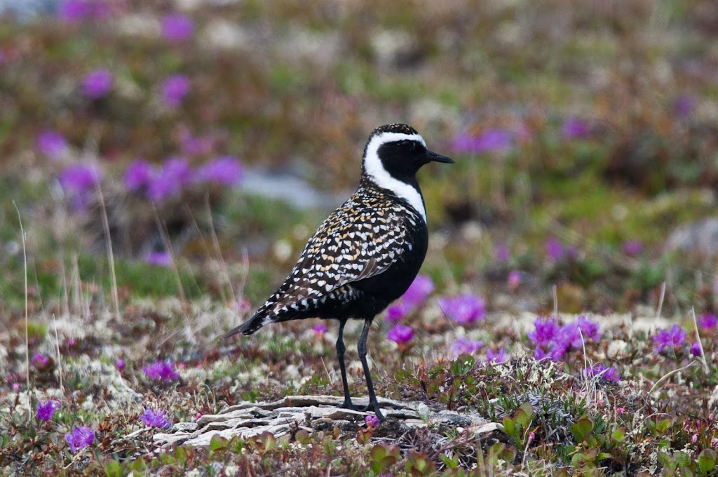 Eagle-Eye Tours | 4711 Galena St, Windermere, BC V0B 2L2, Canada | Phone: (250) 342-8640