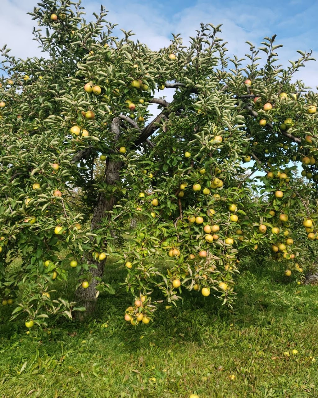 Drummond Farms | 69 Concession 5 Rd E, Waterdown, ON L0R 2H1, Canada | Phone: (905) 689-4724