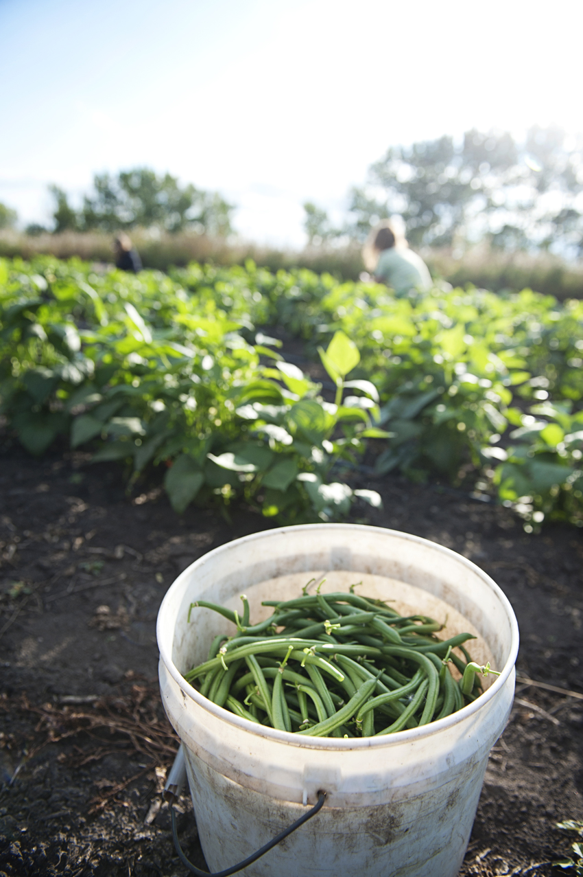 Grey Arrow Farm | 48037 Range Road 205, Camrose, AB T4V 2N1, Canada | Phone: (780) 672-2142