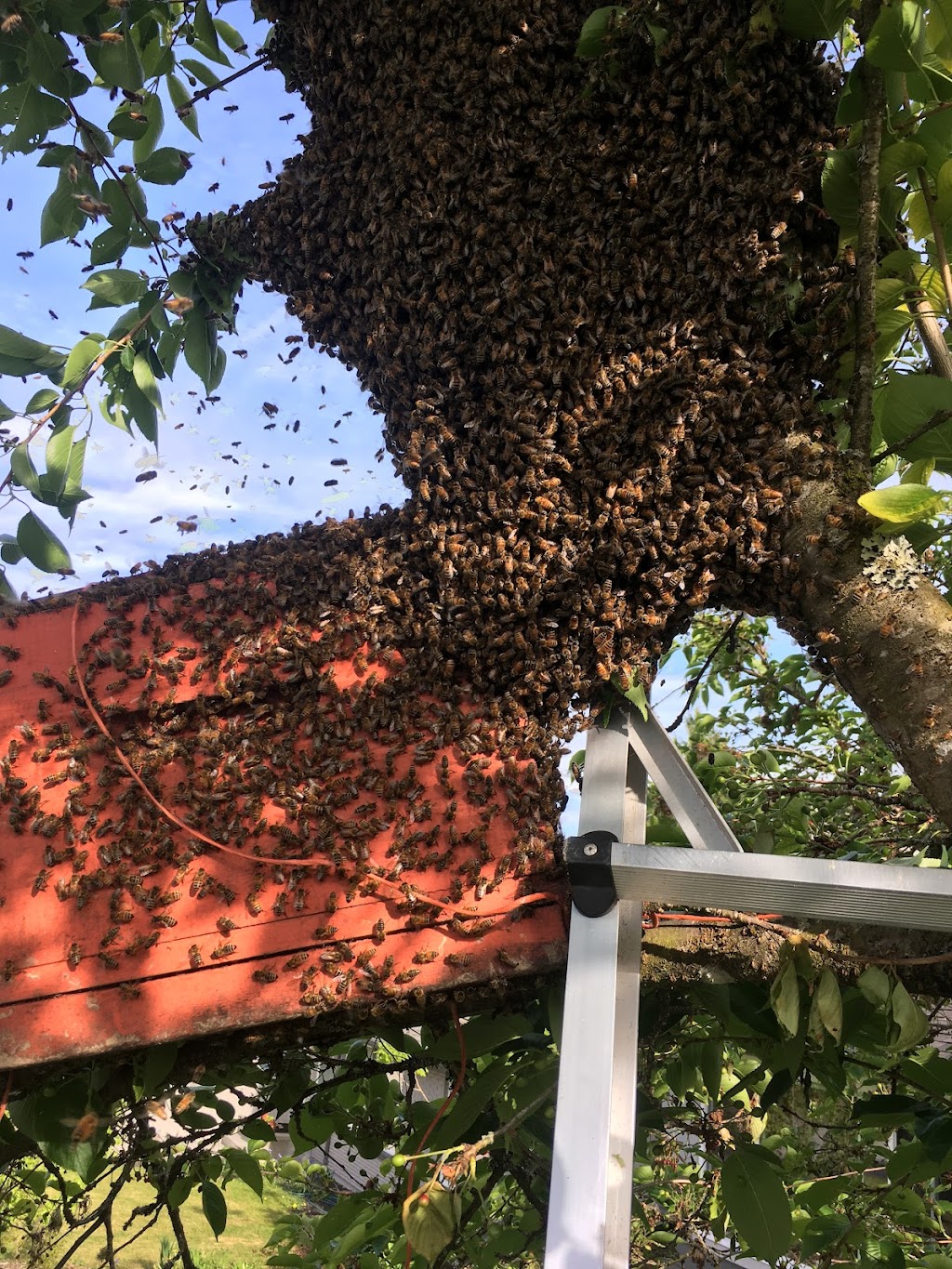 Pacific Pollinator Apiaries | 24831 80 Ave, Langley Twp, BC V1M 3P2, Canada | Phone: (778) 789-3698