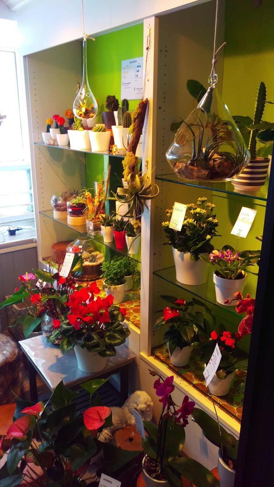 Fleuriste du faubourg | 565 Rue Saint-Jean, Québec, QC G1R 1P5, Canada | Phone: (418) 914-9094