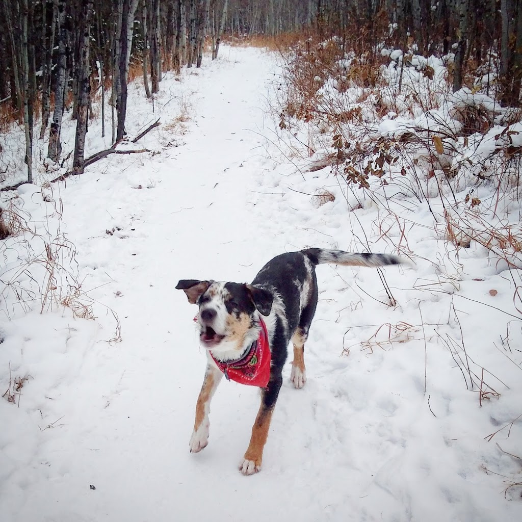 Belgravia Off Leash Site | Saskatchewan Dr NW, Edmonton, AB T6G 2A8, Canada