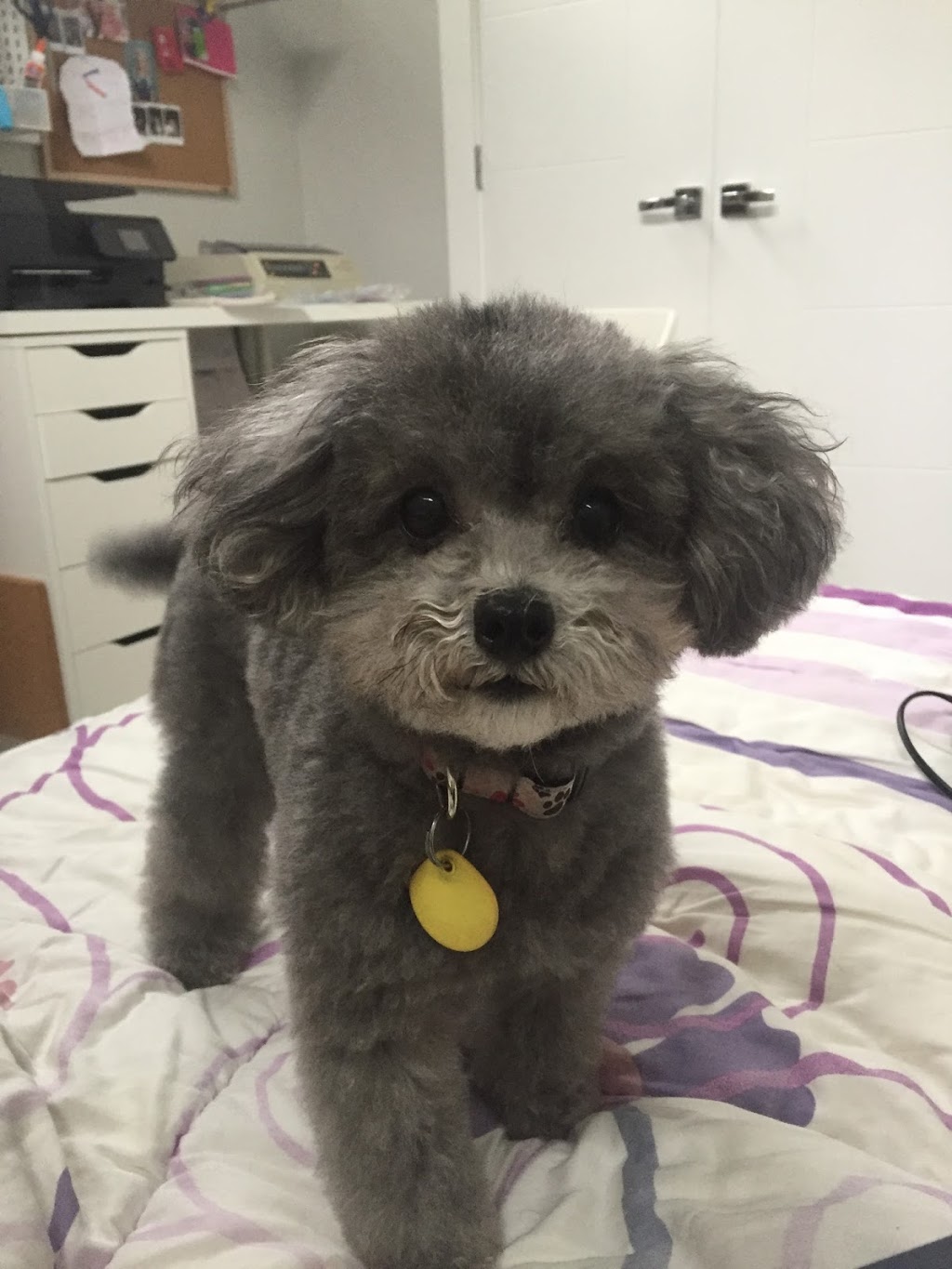 West Vancouver Veterinary Hospital | 100 Park Royal S, West Vancouver, BC V7T 1A2, Canada | Phone: (604) 913-8387