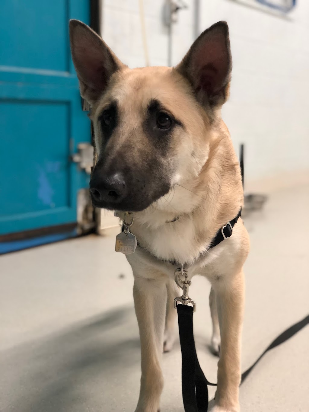 Wooftopia Dog Training and Recreation Centre | 25 Otter St, Winnipeg, MB R3T 0M7, Canada | Phone: (204) 477-9663
