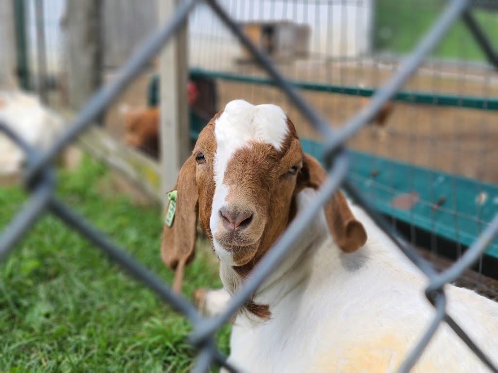 Graham Creek Farm | 3582 Morgans Rd, Newcastle, ON L1B 1L9, Canada | Phone: (416) 524-4242