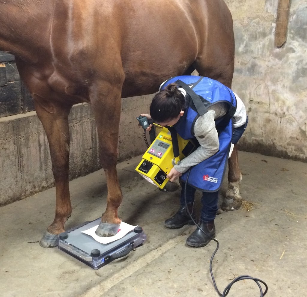 Henderson Equine Services | 12577 Fifteen Mile Rd, Denfield, ON N0M 1P0, Canada | Phone: (519) 319-3274