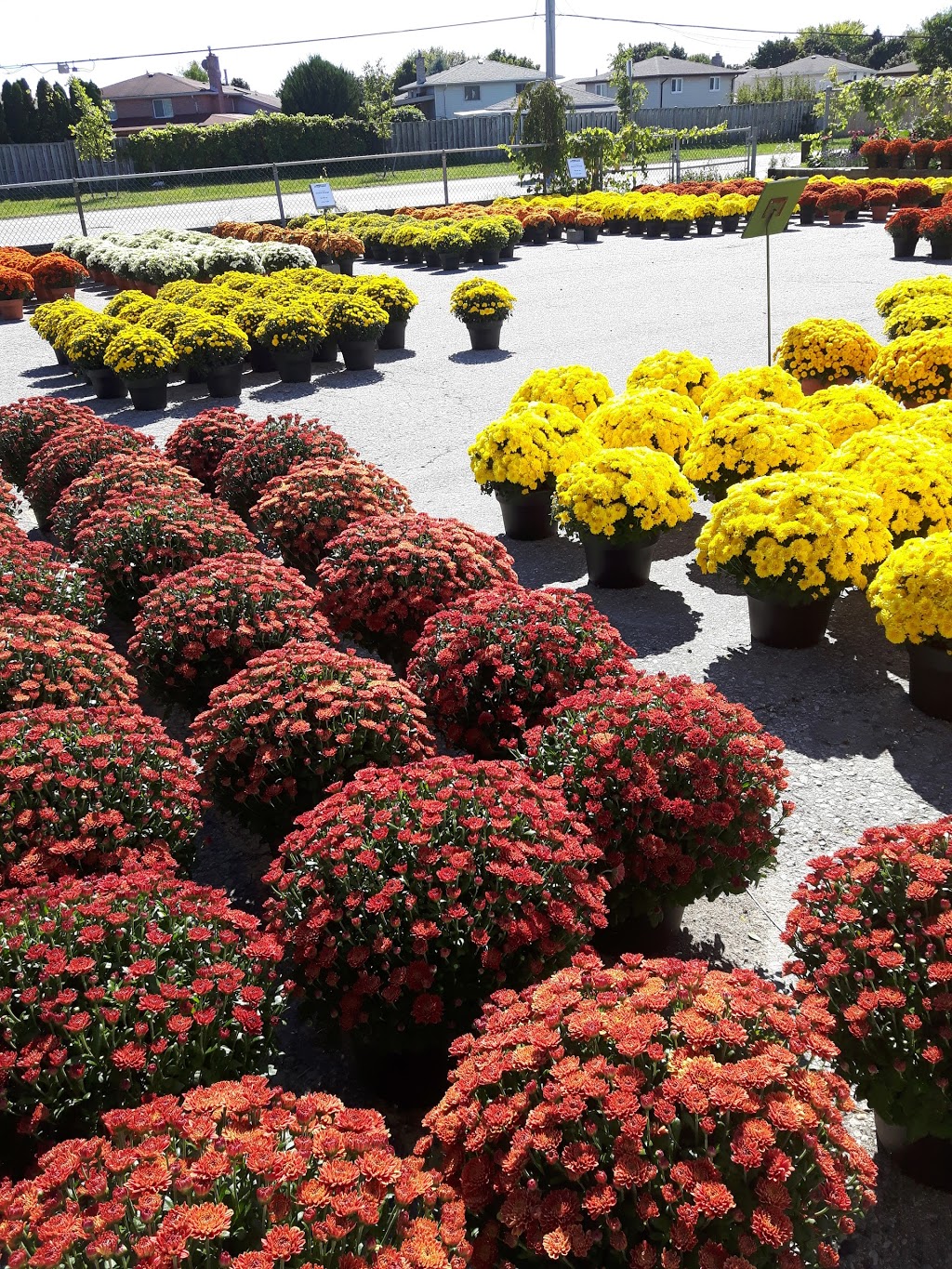 Van Luyk Greenhouses and Garden Centre | 1728 Gore Rd, London, ON N5W 5L5, Canada | Phone: (519) 455-2646