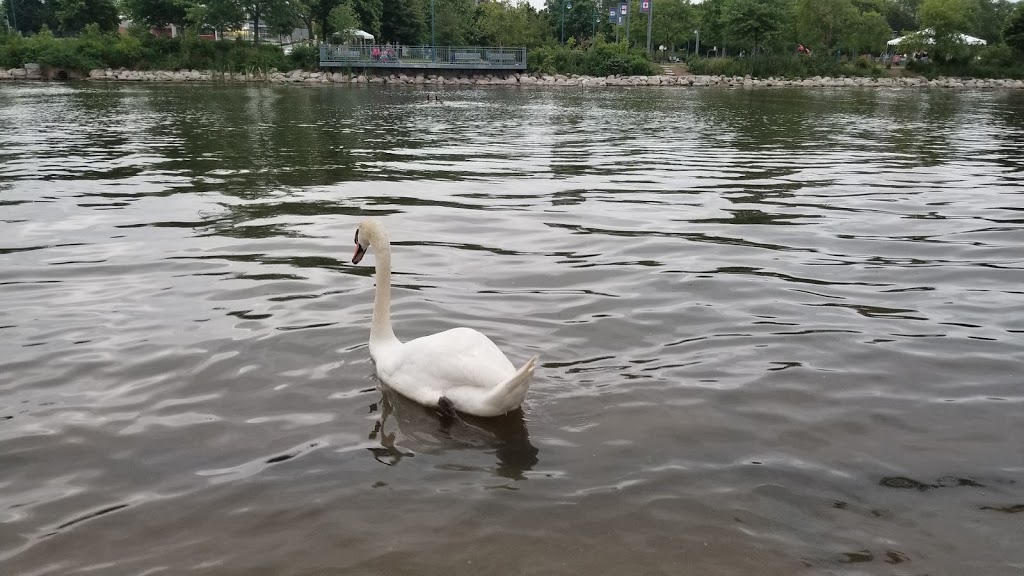 Mississauga Canoe Club | 31 Front St N, Mississauga, ON L5H 2E8, Canada | Phone: (905) 274-2127