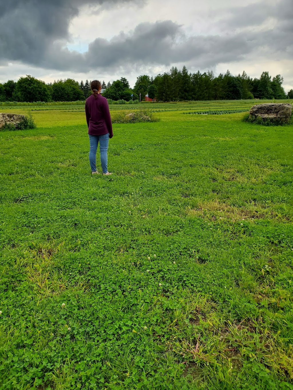 Avalon Lavender Farm | 347036 Mono Centre Rd, Mono, ON L9W 6S2, Canada | Phone: (519) 941-3369