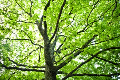 Turning Leaf Tree Service - Calgary Arborists | Box 43173 Deer Valley, Calgary, AB T2J 7A7, Canada | Phone: (403) 369-0043