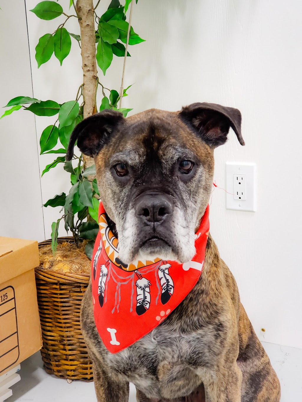 Furbaby Pet Care | 2902 Jasper Ave S, Saskatoon, SK S7J 4L7, Canada | Phone: (306) 912-7783