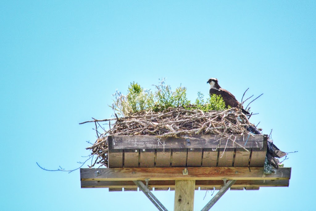 Osprey Nest | Brendas Rd, Nestleton Station, ON L0B 1L0, Canada
