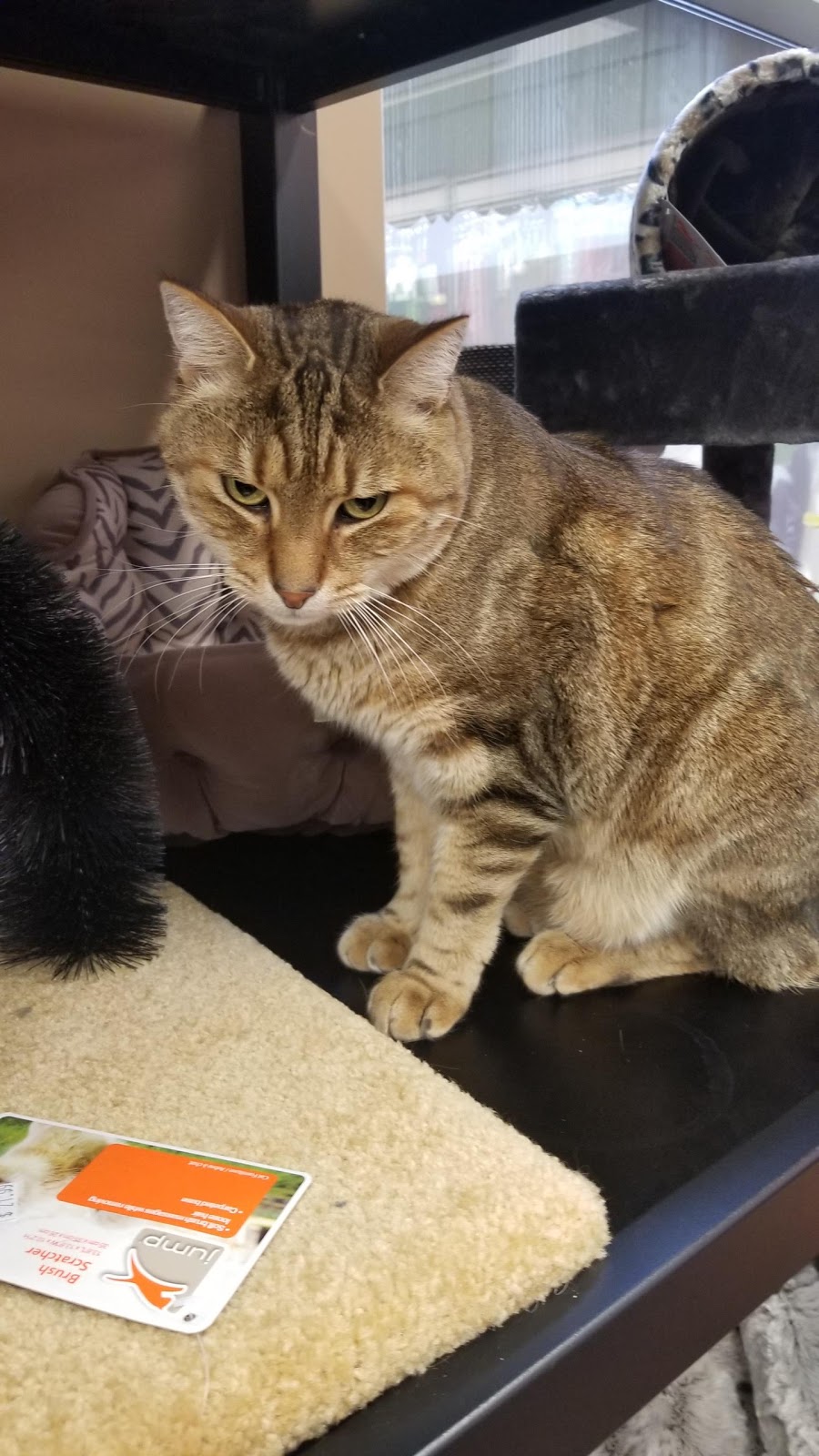 Pet Valu | 1400 Ottawa St S, Kitchener, ON N2E 4E2, Canada | Phone: (519) 579-3647