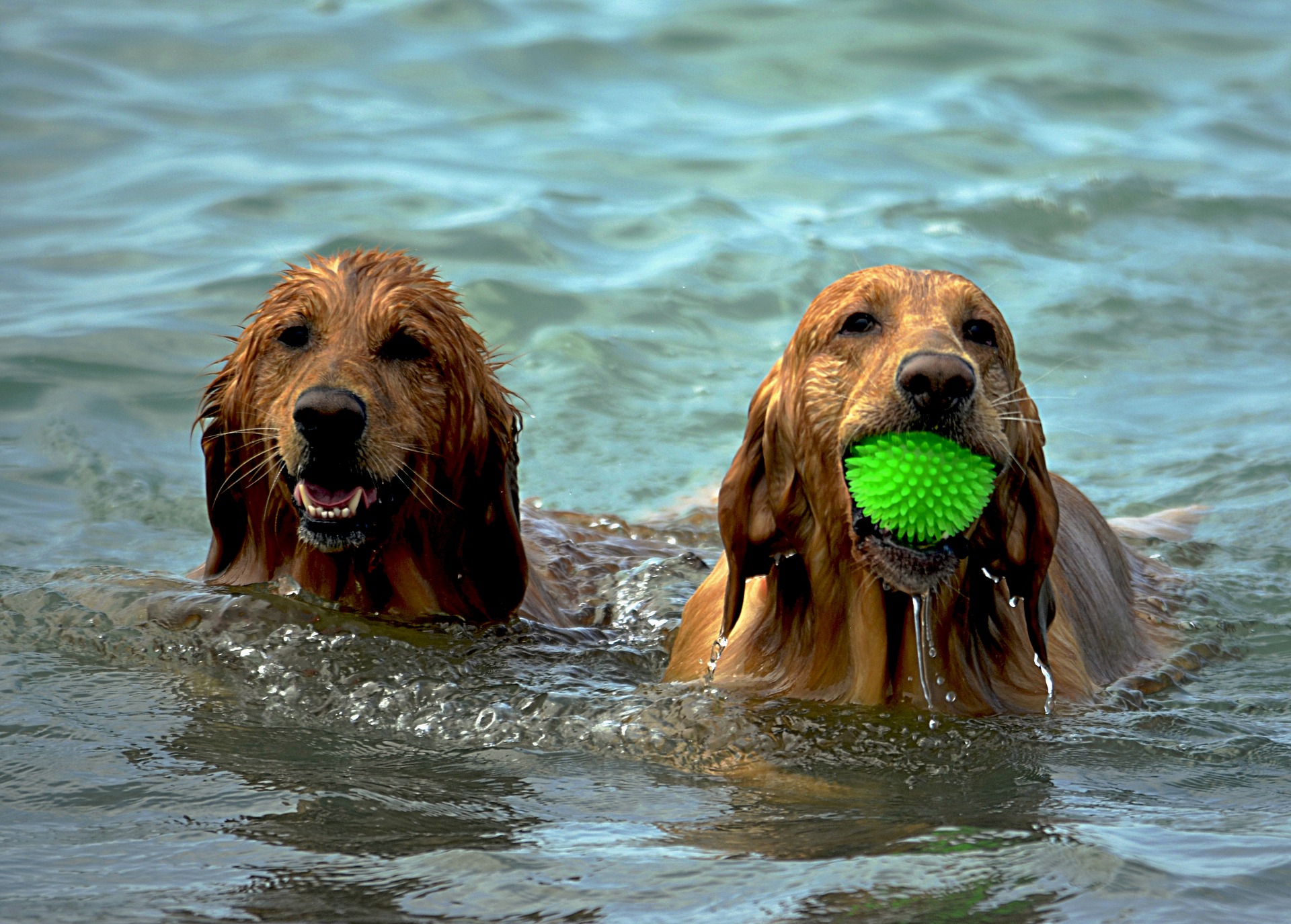 Wilmot Veterinary Clinic | 1465 Trussler Rd, Kitchener, ON N2R 1S7, Canada | Phone: (519) 696-3102