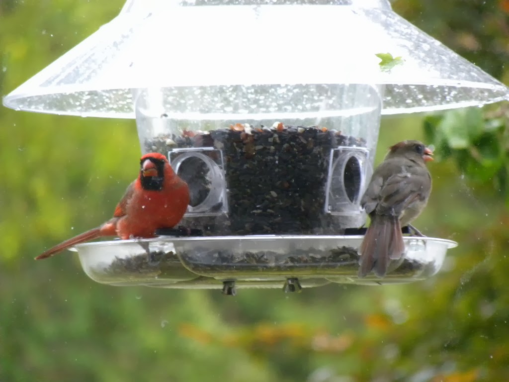 Porters Hill Wild Bird Seed co. | 34477 Mill Rd, Bayfield, ON N0M 1G0, Canada | Phone: (519) 565-5959