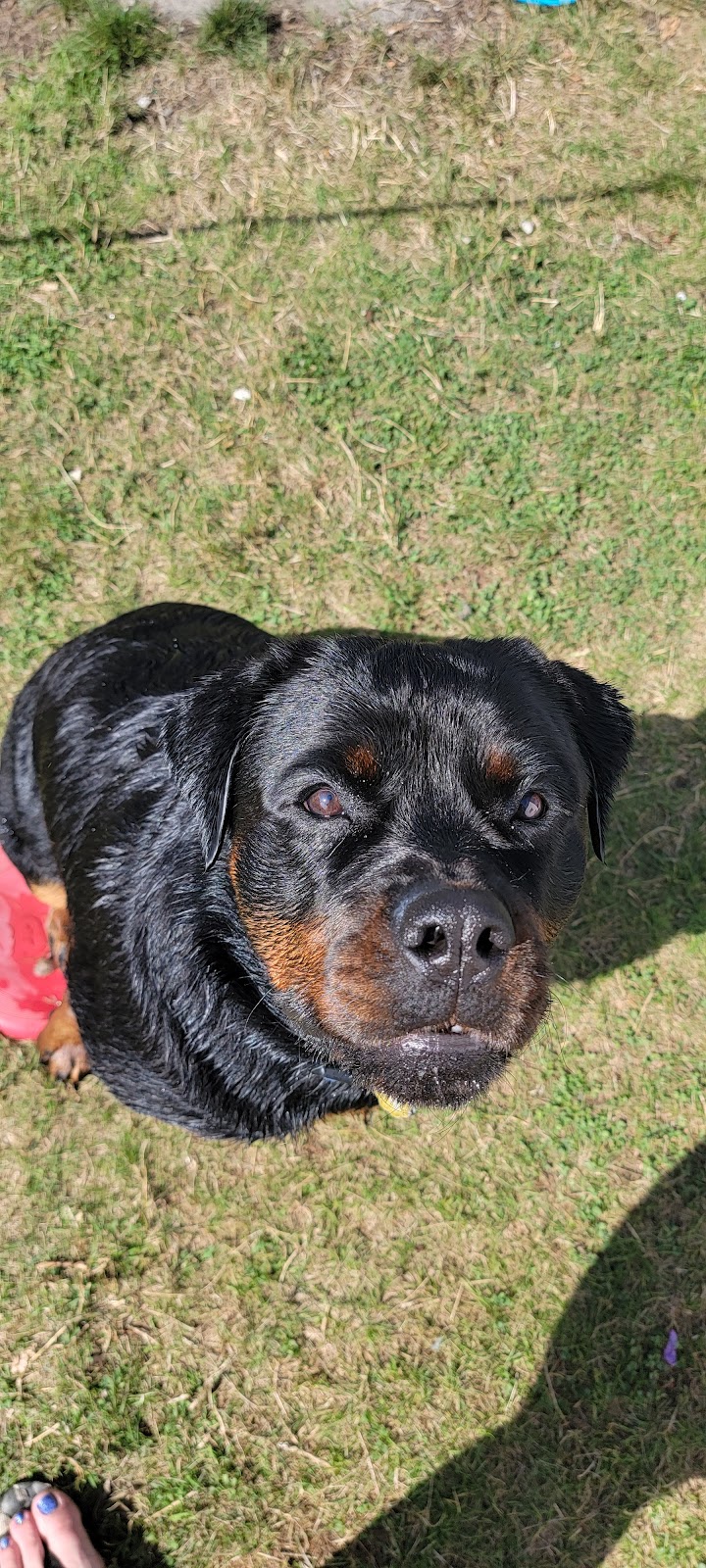 Bamard Kennels | 3136 Wilkinson Rd, Mill Bay, BC V0R 2P2, Canada | Phone: (250) 732-3723