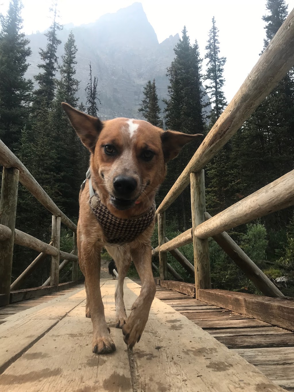 Dogs Of Valhalla | 3707 Kerrydale Rd SW, Calgary, AB T3E 4T3, Canada | Phone: (403) 619-4646