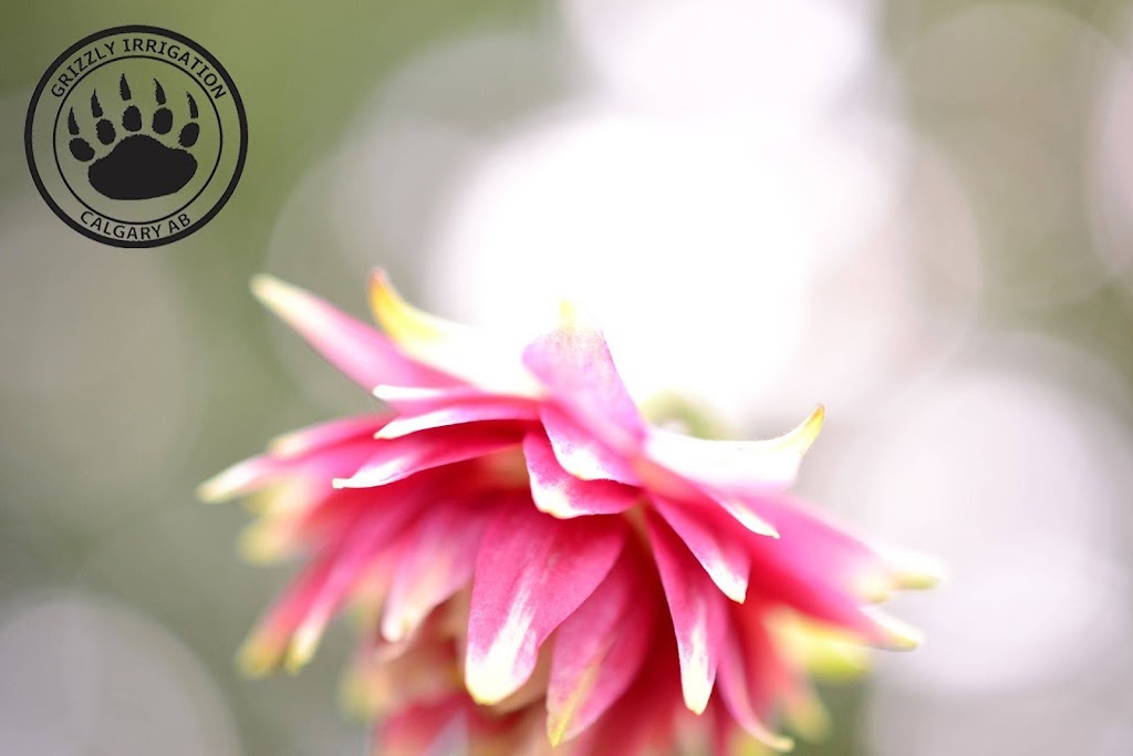 Grizzly Irrigation | 109 Tuscany Meadows Close NW, Calgary, AB T3E 4V1, Canada | Phone: (403) 796-5012