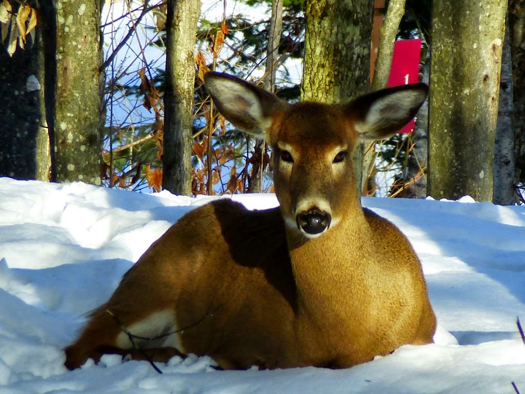 46 N | 10 Chemin du Lac Caché, La Macaza, QC J0T 1R0, Canada | Phone: (819) 430-6007