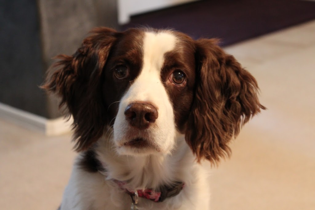 Lynden Veterinary Hospital | 1919 Front St, Lynden, WA 98264, USA | Phone: (360) 354-7988