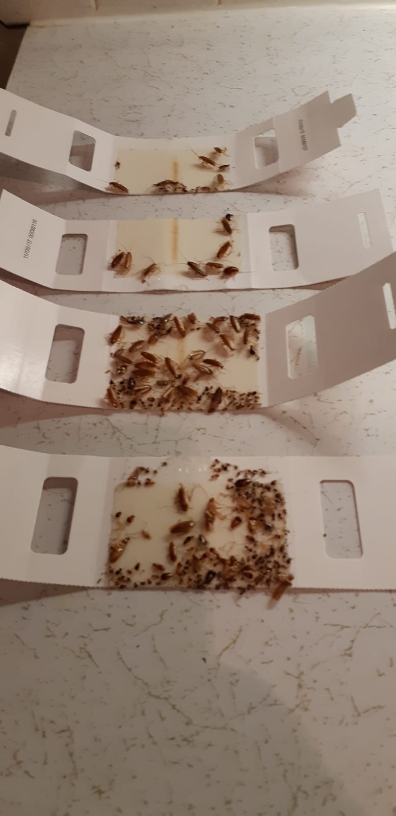 DSA Pest Control / Exterminators | 5239 53 Ave, Mundare, AB T0B 3H0, Canada | Phone: (780) 800-0791