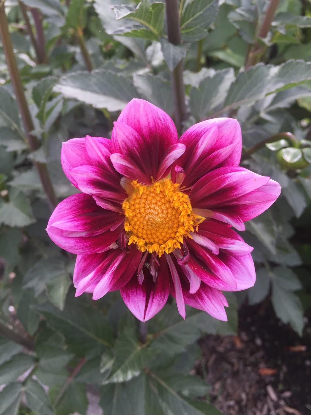 Biggar Blooms | 9820 Biggar Rd, Niagara Falls, ON L0S 1K0, Canada | Phone: (905) 359-6979