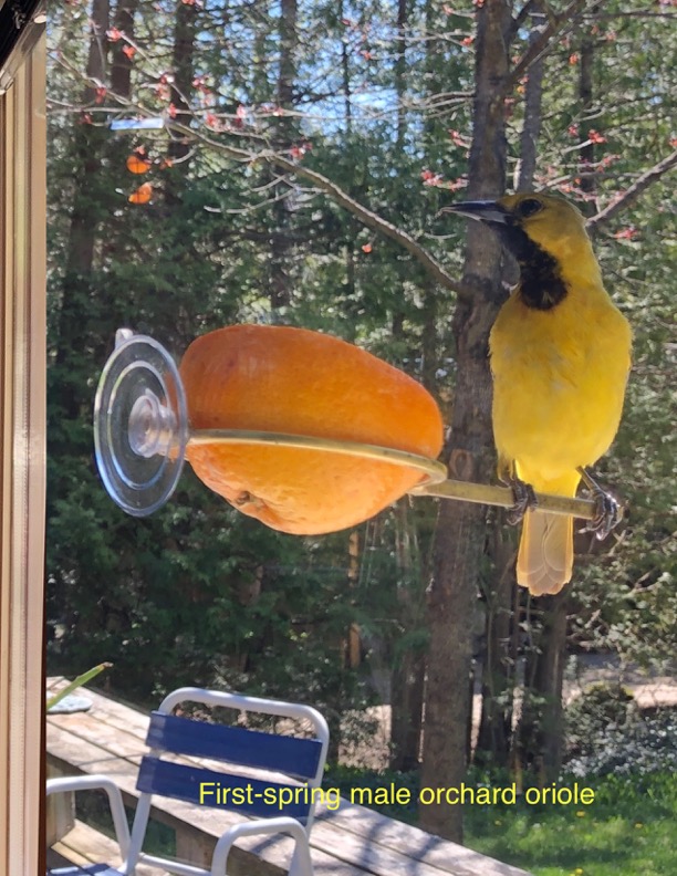 Moore Birdfeeders | 316224 Highway 6, Chatsworth, ON N0H 1G0, Canada | Phone: (519) 221-7247