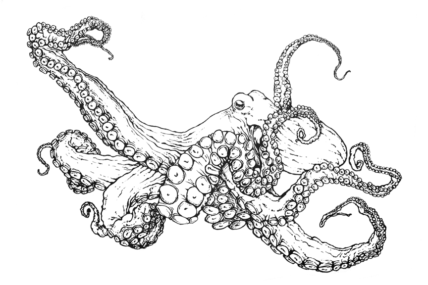 Mdubillustrations - Dessins Danimaux, Cartes Et Cours Dart en  | 309A Chemin des Patriotes, Sorel-Tracy, QC J3P 2M1, Canada | Phone: (514) 770-0705