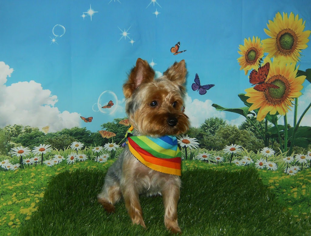 WeeBreed Dog Grooming | 9 McLeod Road Northwest As 9 McLeod Place Grey Townhouses McLeod Place, 53 St NW, Edmonton, AB T5A 3A8, Canada | Phone: (780) 473-6591